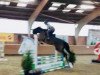 jumper Cessedy Cayenne (German Sport Horse, 2013, from Criffindor)