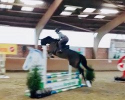 jumper Cessedy Cayenne (German Sport Horse, 2013, from Criffindor)