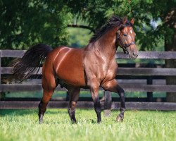 stallion Wicked Strong xx (Thoroughbred, 2011, from Hard Spun xx)