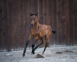 broodmare Canturano I x Casall x Athlet Z (Holsteiner, 2020, from Canturano I)