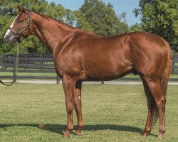 stallion Lord Nelson xx (Thoroughbred, 2012, from Pulpit xx)