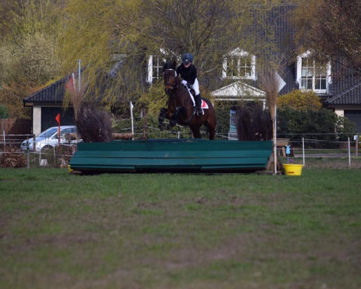 jumper Cobolt (German Riding Pony, 2006, from Colonel)