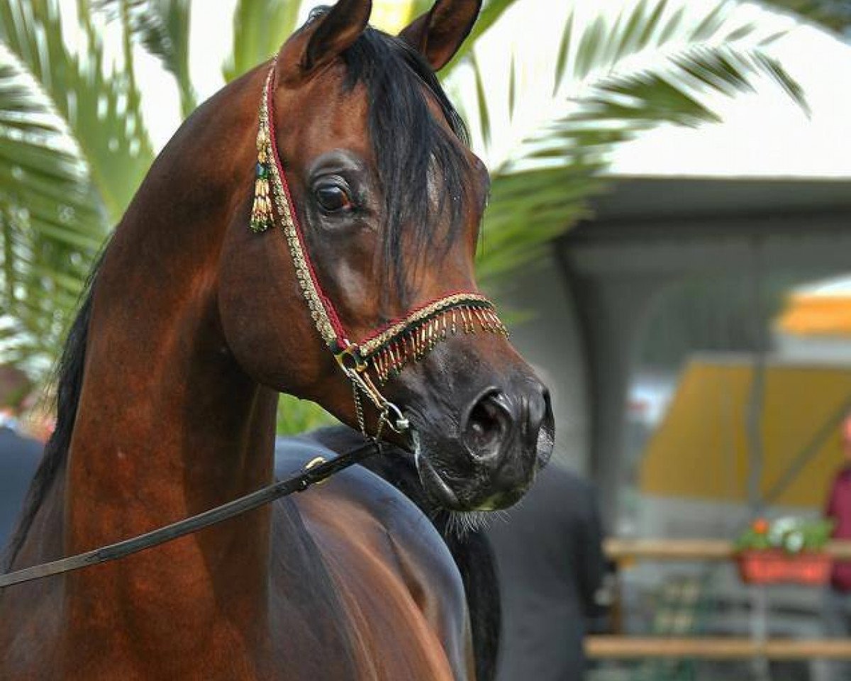 stallion Kunar T (Arabian purebred, 2005, from Nadir I 1987 ox)