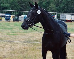 broodmare Bella Negra (Hanoverian, 2016, from Bon Coeur)