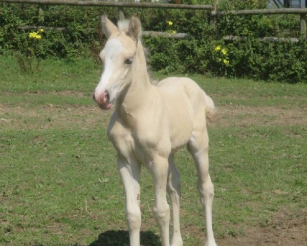 horse Tresorya Norvys Lwyd (Welsh-Cob (Sek. D), 2019, from Tresorya Cornish Cream)