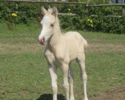 Pferd Tresorya Norvys Lwyd (Welsh-Cob (Sek. D), 2019, von Tresorya Cornish Cream)