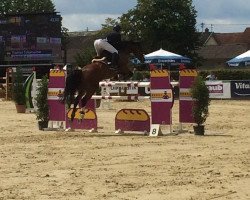 jumper Christof 4 (Oldenburg show jumper, 2009, from Check In 2)