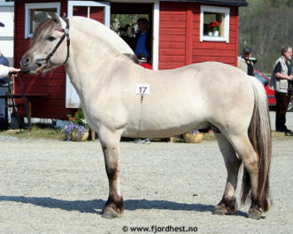stallion Leirdals Odin N-02-2609 (Fjord Horse, 2002, from Smedsmo Gråen N-96-2695)