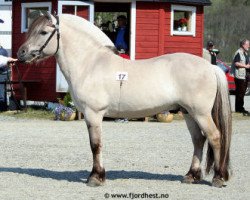 Deckhengst Leirdals Odin N-02-2609 (Fjordpferd, 2002, von Smedsmo Gråen N-96-2695)