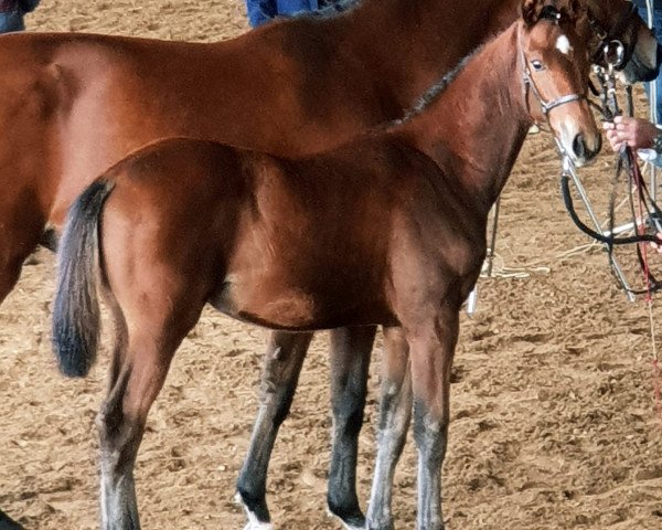 Springpferd Noreno (Trakehner, 2018, von Tarison)