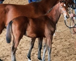 jumper Noreno (Trakehner, 2018, from Tarison)