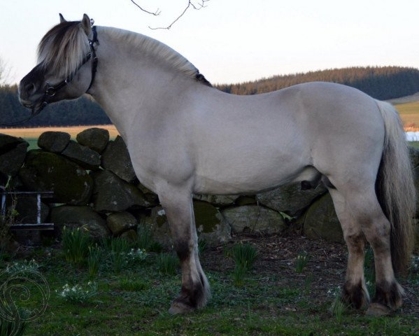 stallion Gråggi (Fjord Horse, 2004, from Brage N.2545)