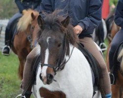 broodmare Kjarta vom Lækurhof (Iceland Horse, 2005, from Snabbi vom Lækurhof)