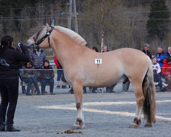stallion Lauvprinsen (Fjord Horse, 2011, from Perakrossen N-04-2657)