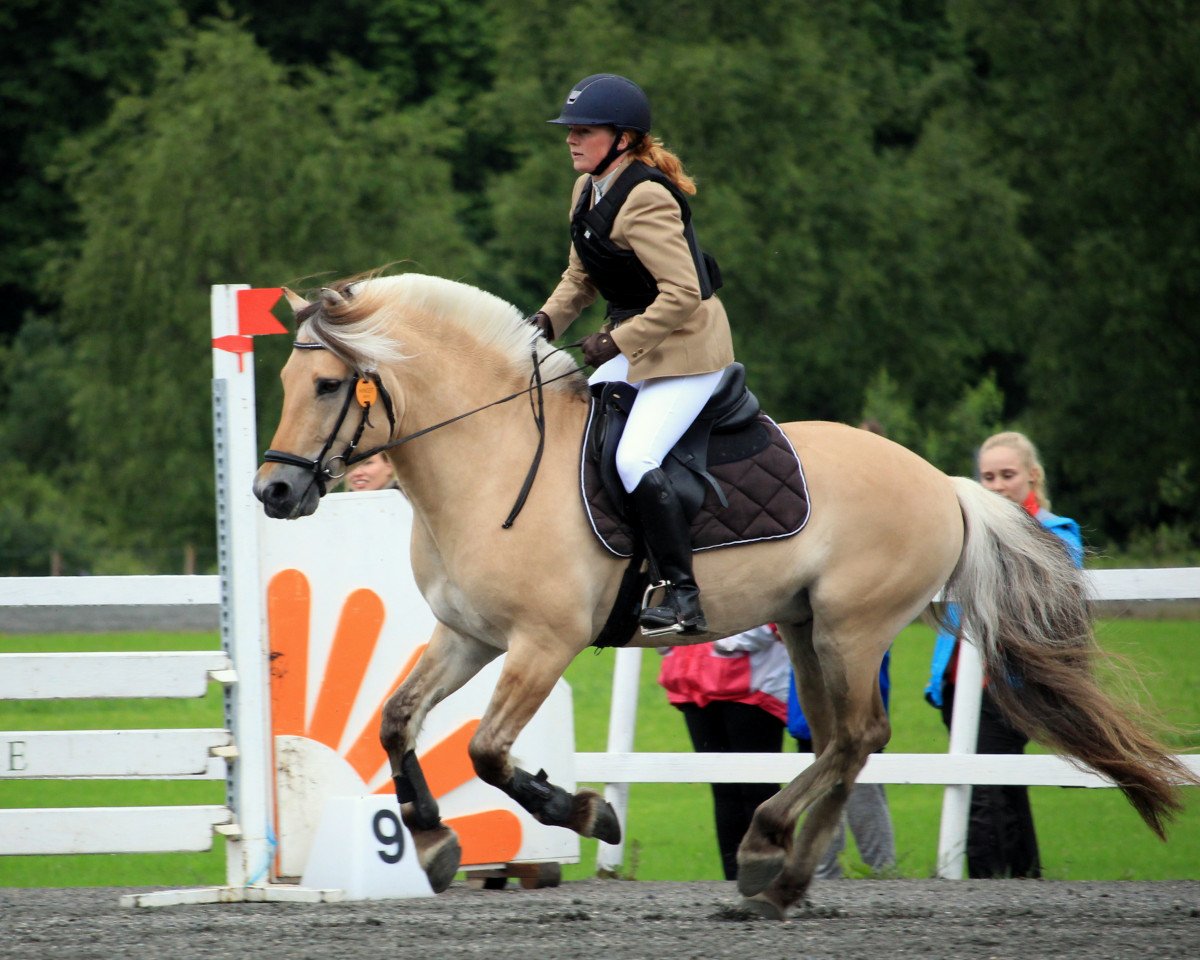 stallion Kornvin Freidig N.2665 (Fjord Horse, 2008, from Frederik Skovå)