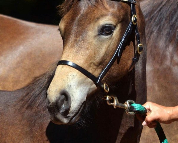 horse Limited Editions one Million (Connemara Pony, 2016, from Frederiksminde Hazy Marvel 8 C)