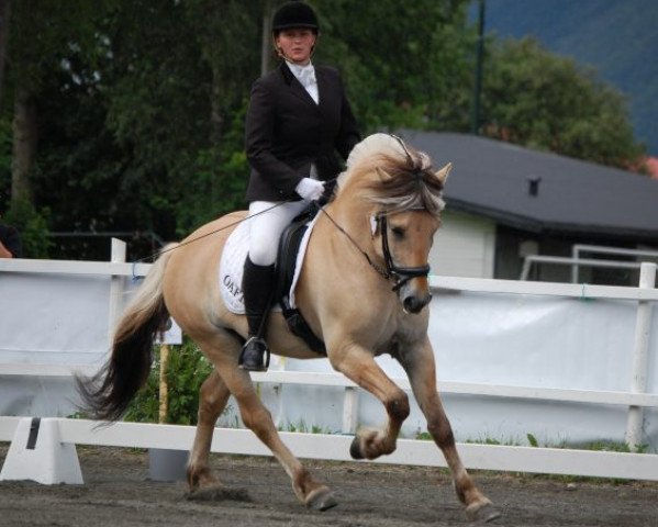 stallion Flemming N.2535 (Fjord Horse, 2006, from Sofin N.2511)