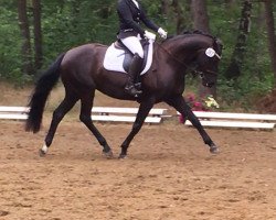 dressage horse Finest Lou (Hannoveraner, 2011, from Fifty Cent)