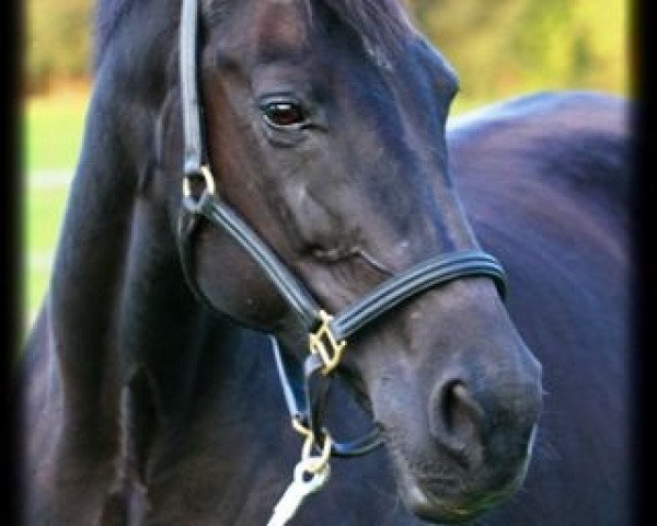 broodmare Lousiana (Hanoverian, 1992, from Lanthan)