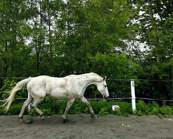 Springpferd Amiro (Bayer, 2012, von Arioso du Theillet)