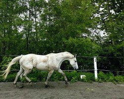 Springpferd Amiro (Bayer, 2012, von Arioso du Theillet)