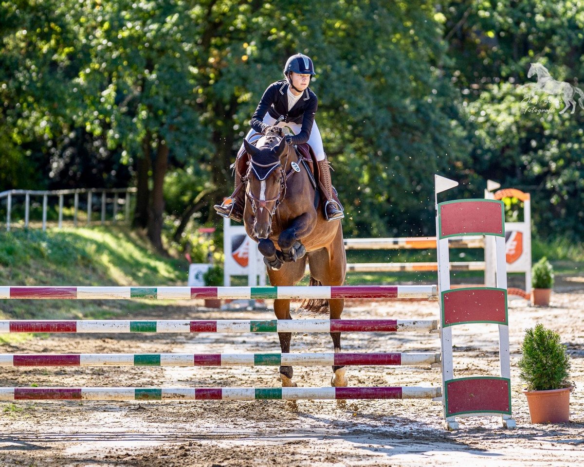 jumper Prim And Proper (Westphalian, 2012, from Ullrich Equine's Pontecini)