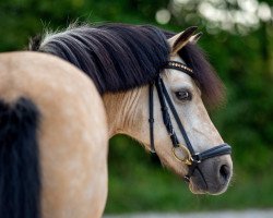 dressage horse Paul 810 (Pony without race description, 2009)