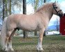 stallion Eikåsen Gullfaks N.2679 (Fjord Horse, 2001, from Torleiv N.2583)