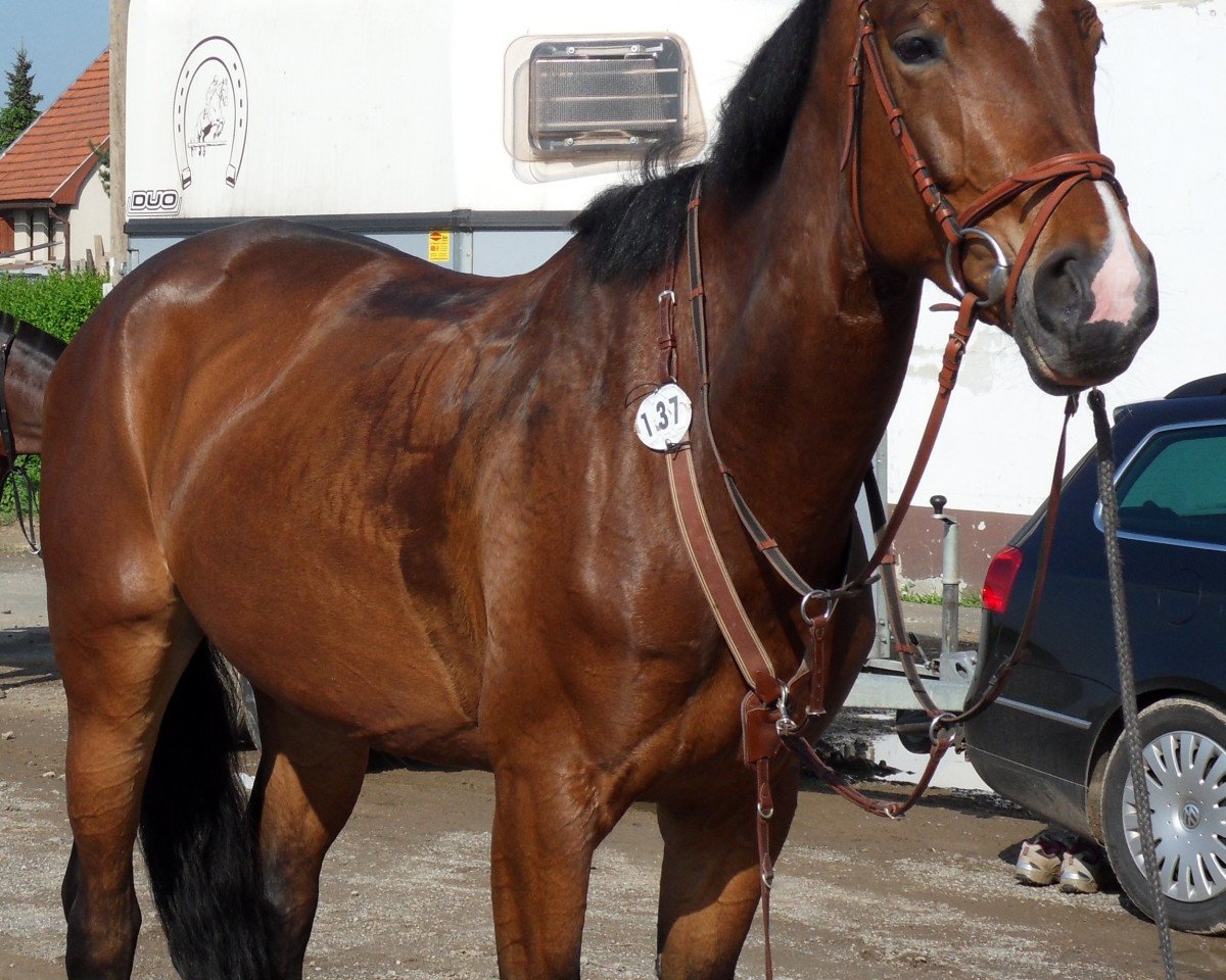 Zuchtstute Ronja 2131 (Deutsches Sportpferd, 2003, von Grapaldi)