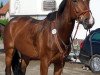 broodmare Ronja 2131 (German Sport Horse, 2003, from Grapaldi)