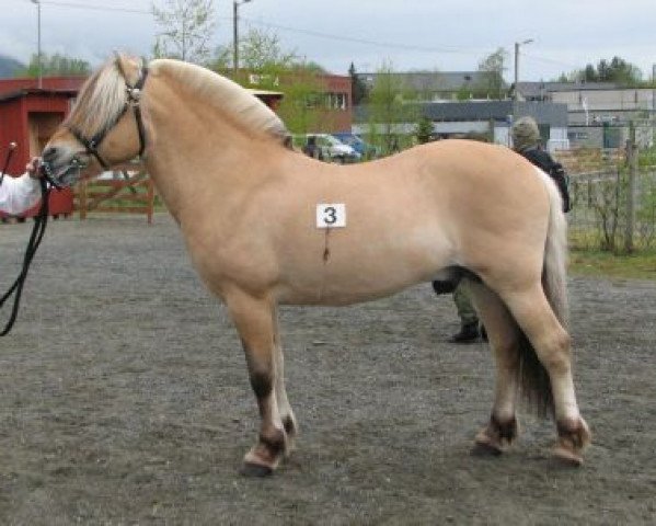 stallion Brage N.2545 (Fjord Horse, 2000, from Kim Hero 8 F)
