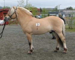 stallion Brage N.2545 (Fjord Horse, 2000, from Kim Hero 8 F)