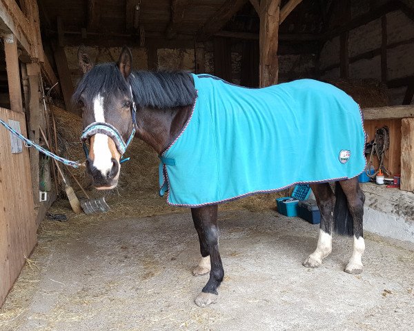 jumper Caitano (German Sport Horse,  , from Ciacomo)