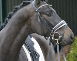 dressage horse Black Jack (German Sport Horse, 2015, from Genesis)