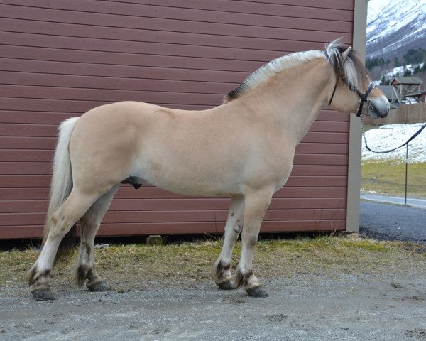 stallion Fleslands Fønix (Fjord Horse, 2016, from Alme Baronen)