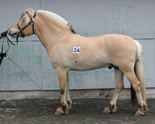 stallion Årheims Birk (Fjord Horse, 2016, from Fjell Finn)