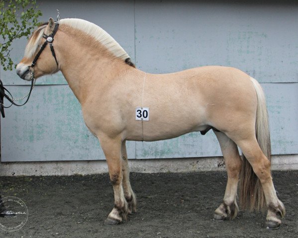 stallion Hallingen (Fjord Horse, 2016, from Lauvprinsen)