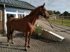 broodmare Cenia 14 (Hanoverian, 2013, from Check In 2)