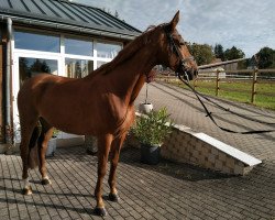 broodmare Cenia 14 (Hanoverian, 2013, from Check In 2)