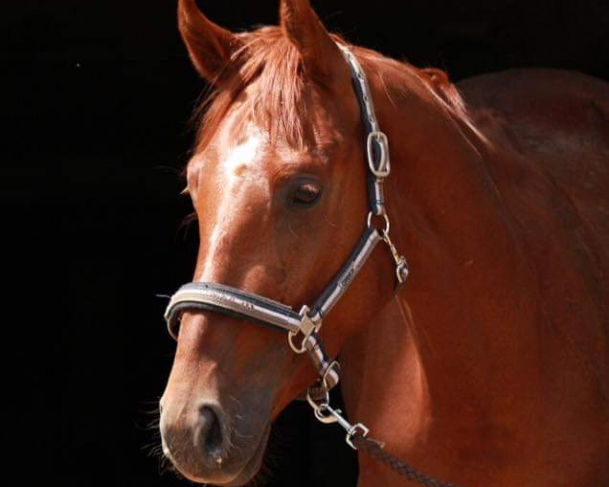 jumper Linus 403 (German Sport Horse, 2011, from Lico D'Or)