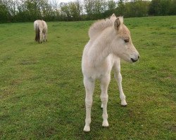 horse Frederikke Skovå (Fjord Horse, 2020, from Heggnes Balder)