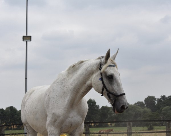 broodmare Utessa 3 (Holsteiner, 2004, from Contender)