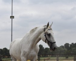 Zuchtstute Utessa 3 (Holsteiner, 2004, von Contender)