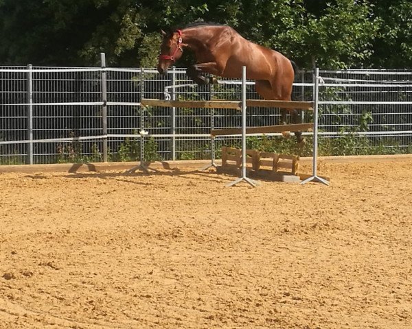 broodmare Annelotte Rz (Bavarian, 2010, from Clarimo Ask)