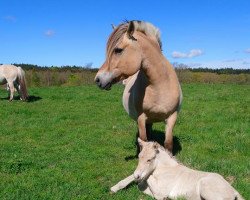 broodmare Lilje Skovå (Fjord Horse, 2005, from Granit Halsnæs)