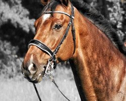 horse Loriot 349 (Hanoverian, 2007, from Lanciano)