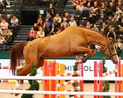 jumper Dastan 5 (German Sport Horse, 2014, from Diarado's Boy)