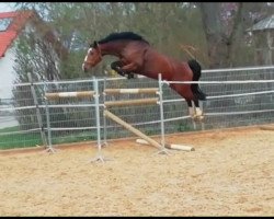 jumper Caipirinia vom Sunnerai (Swiss Warmblood, 2015, from Couleur Rubin)