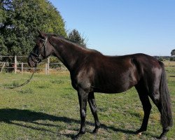 dressage horse Fridolin 420 (Hanoverian, 2015, from Fürst Wilhelm)