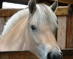 broodmare Anisette Skovå (Fjord Horse, 2015, from Orkan Skovå)